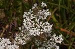 American wild carrot